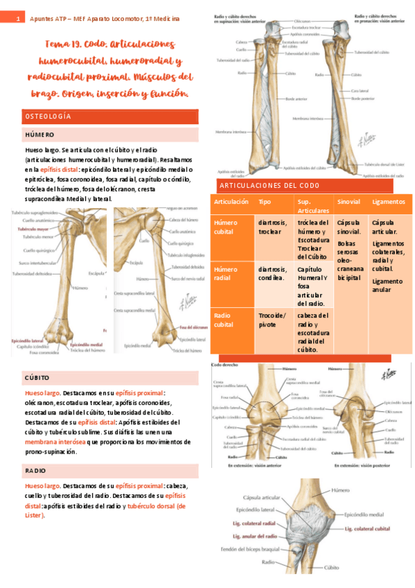 tema-19-ap-locomotor.pdf