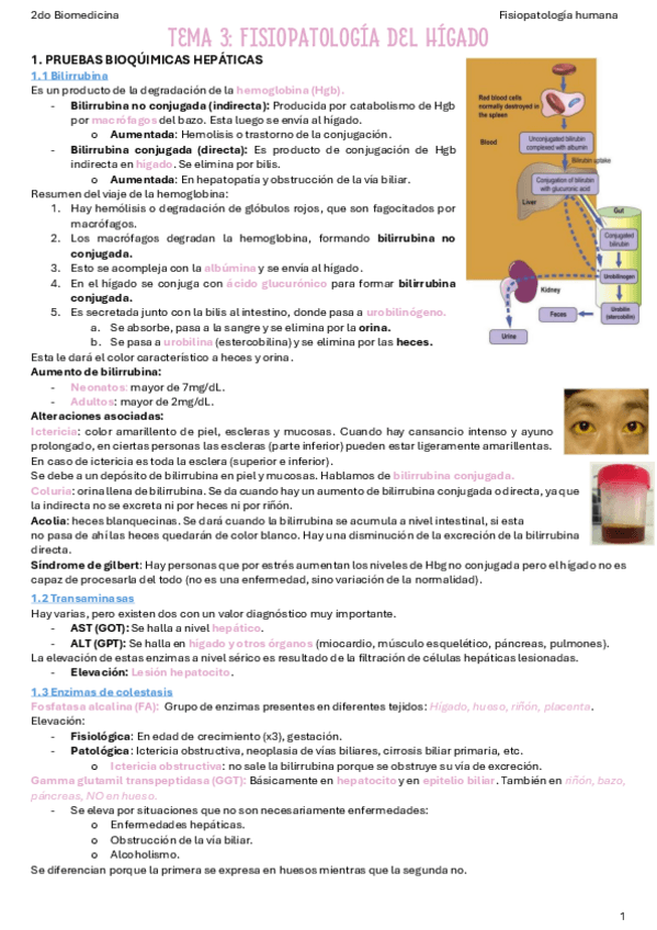 T3-Fisiopatologia-del-higado.pdf