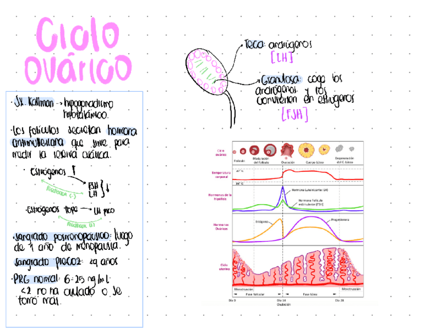Ciclo-ovarico.pdf