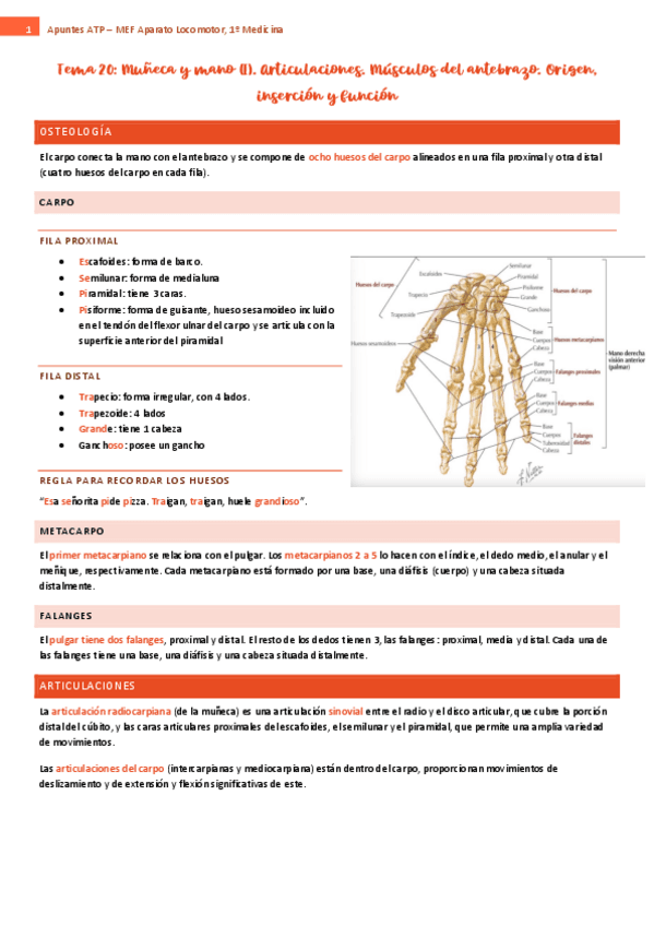 tema-20-ap-locomotor.pdf