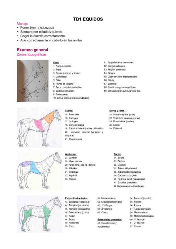 Practicas-TD1-Equino.pdf