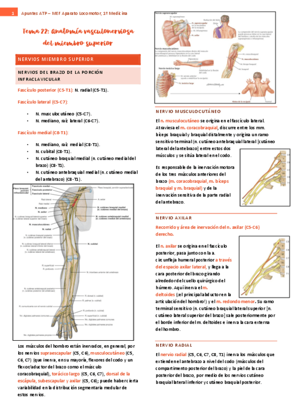 tema-22-ap-locomotor.pdf
