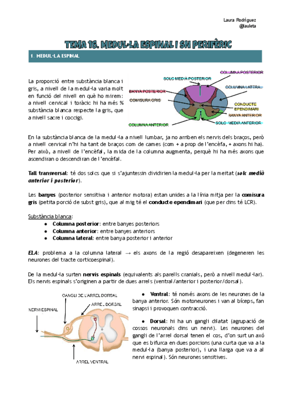 Tema-16-anatomia-medulla-i-SNP.pdf