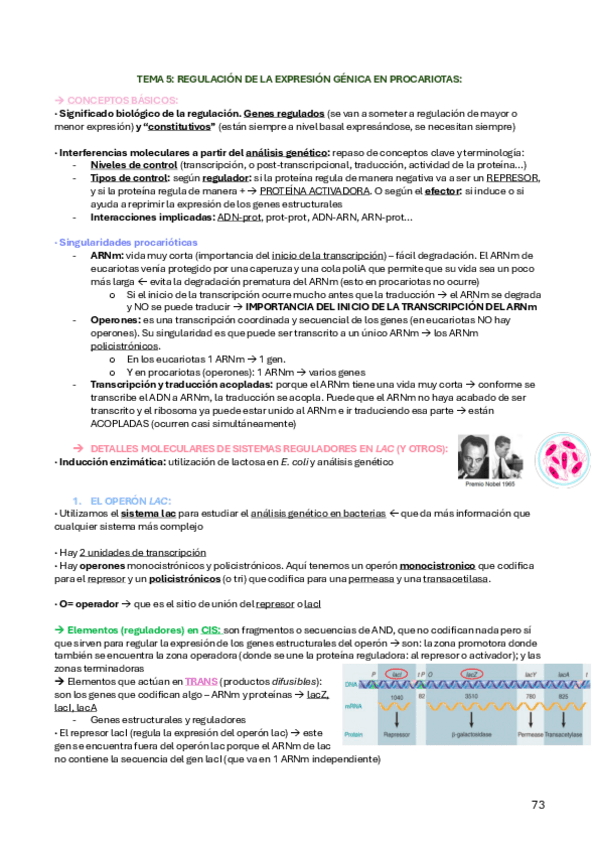 TEMA-5-AGENN.pdf