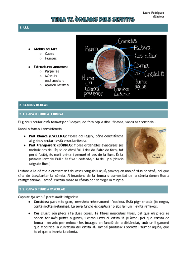 Tema-17-anatomia-Organs-del-sentit.pdf