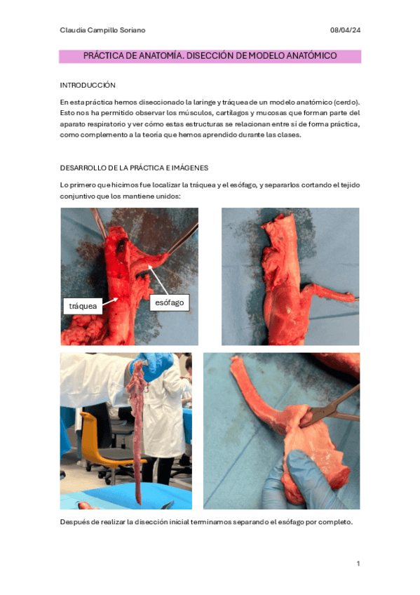 Práctica Anatomía - Disección de modelo anatómico.pdf