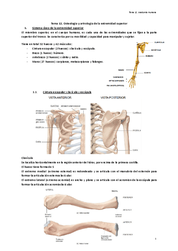 Tema-12.-Osteologia-y-artrologia-de-la-extremidad-superior.pdf