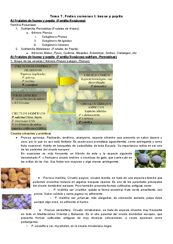 Botanica.-Tema-7.pdf