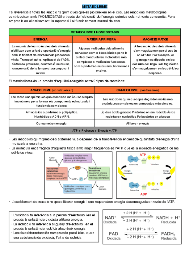 METABOLISME.pdf