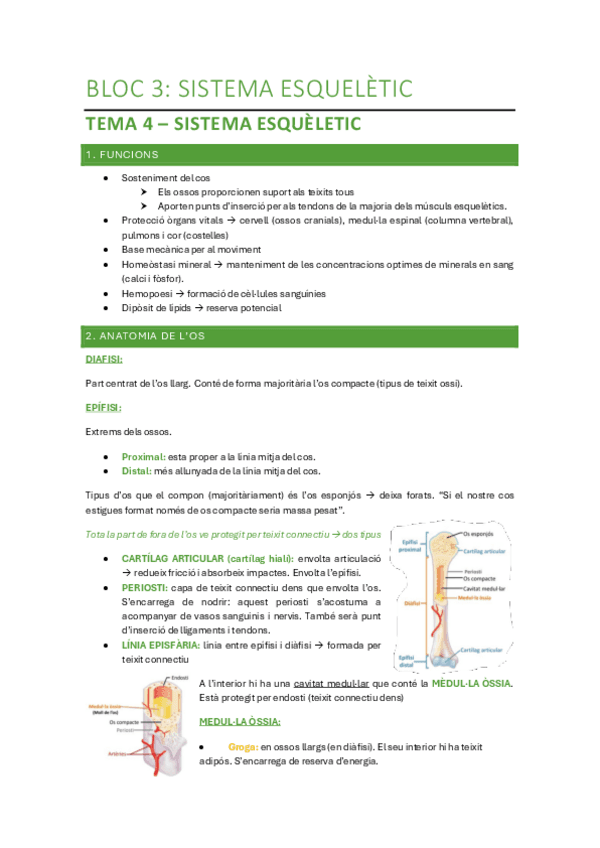 Bloc-3-Sistema-esqueletic.pdf