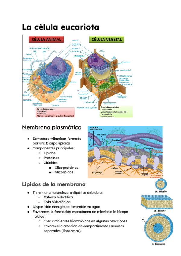 La-celula-eucariota-BIOCEL.pdf