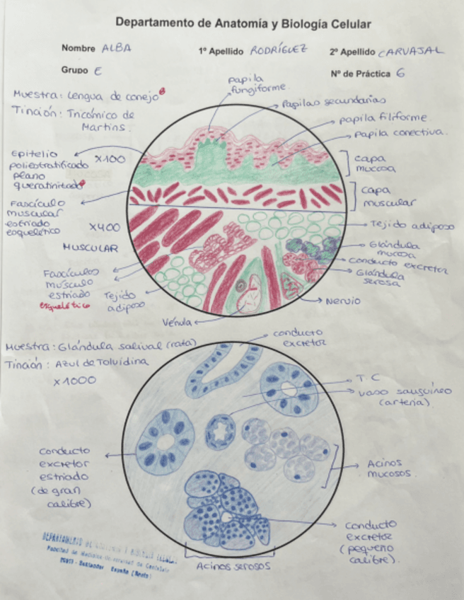 DIBUJOS-HISTO-SEGUNDO-PARCIAL.pdf