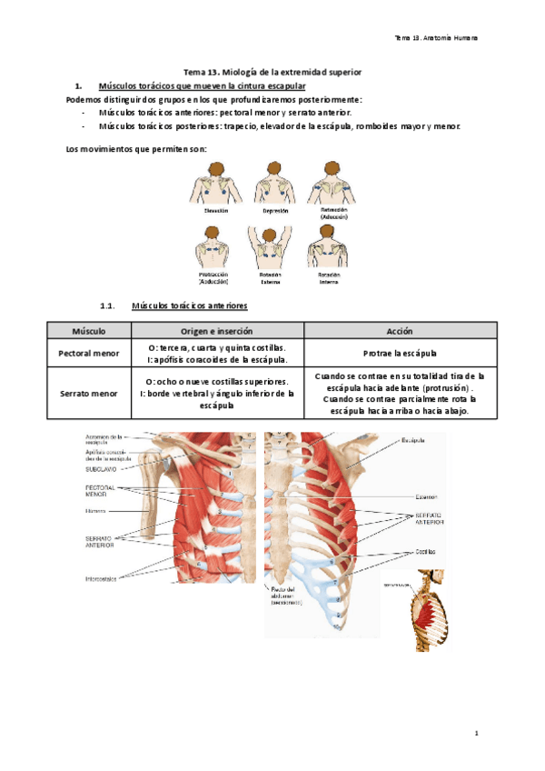 Tema-13.-Miologia-de-la-extremidad-superior.pdf
