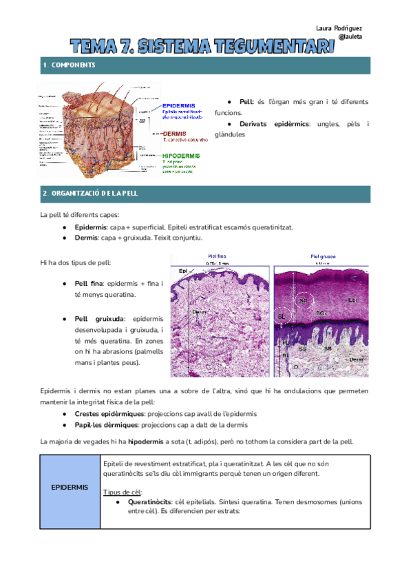 Tema-7-Histologia.pdf