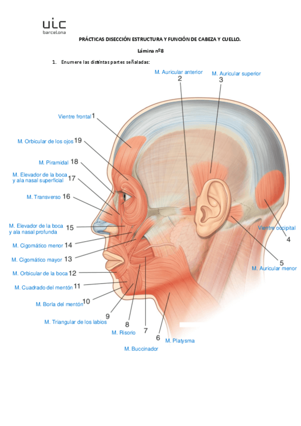 Lamina-8.pdf