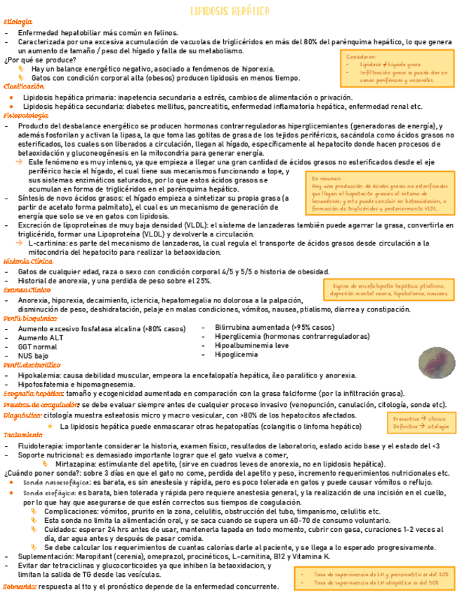 medicina-digestiva-felina-medicina.pdf