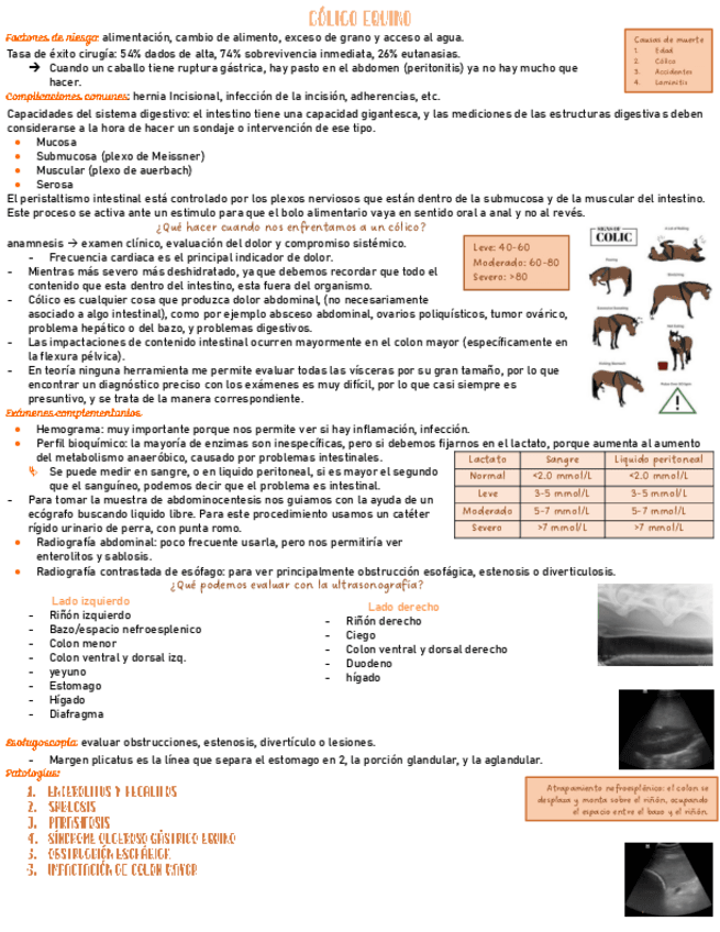 patologias-digestivas-equinas-medicina.pdf