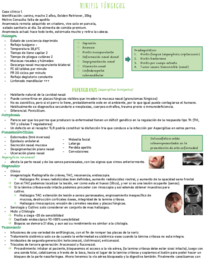 Medicina-teo-parte-3-rinitis-fungicas.pdf