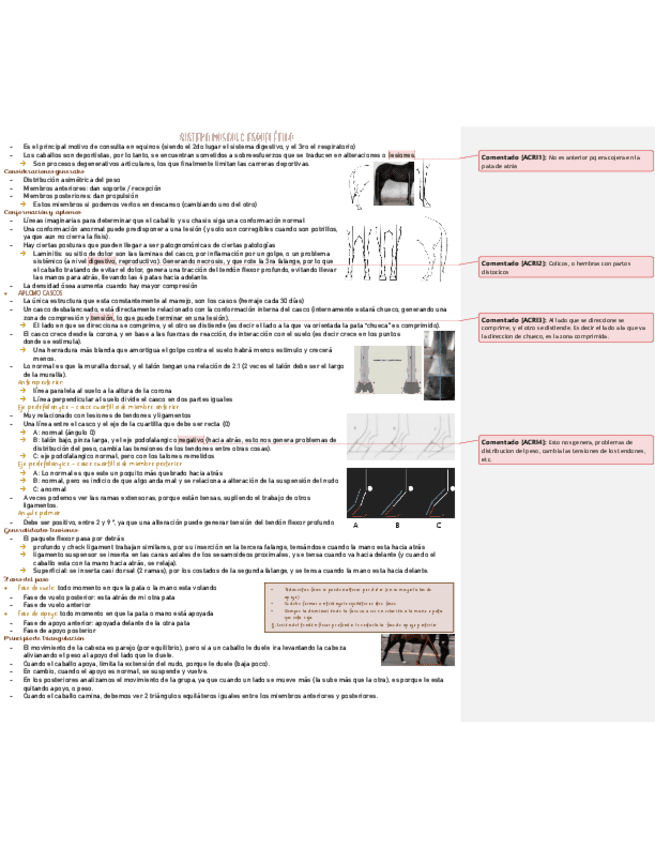 Sistema-musculo-esqueletico-medicina.pdf