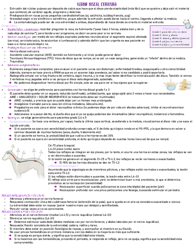neuro-clase-medicina.pdf