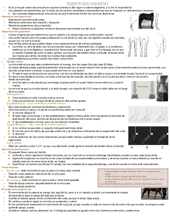 Sistema-musculo-esqueletico-medicina-sin-comentarios.pdf