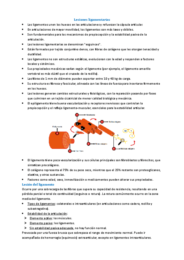 Tema-7-Fisio-Deportiva.pdf