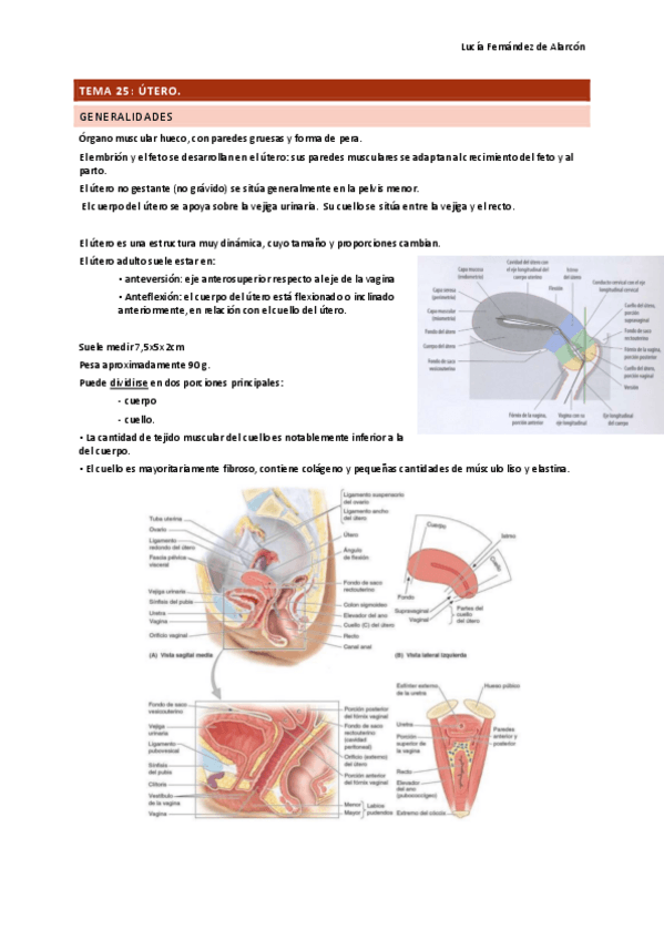 tema-25-26-27-Y-28.-ANAT-DRURE.pdf