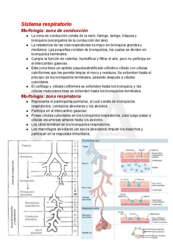 Generalidades-del-Sistema-Respiratorio.pdf