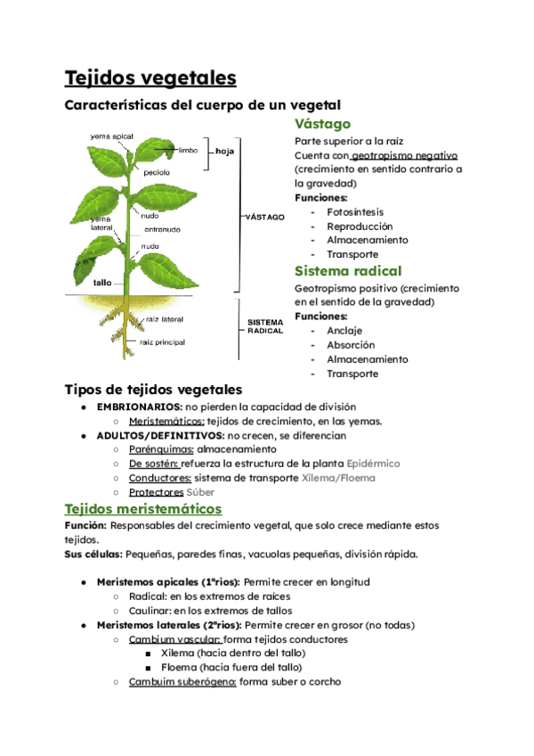 Tejidos-vegetales-T4-BIOCEL.pdf