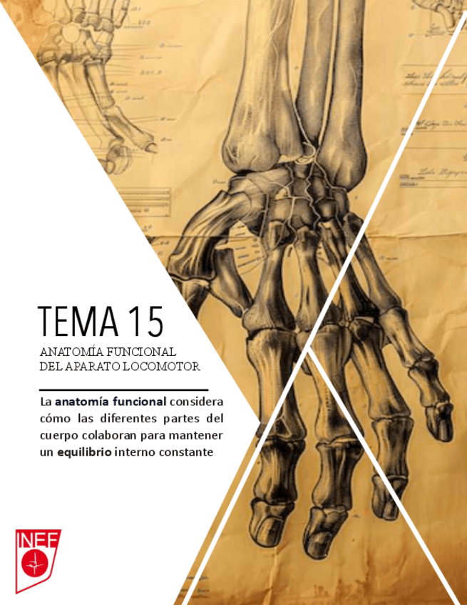 ANATOMIA-3er PARCIAL.pdf