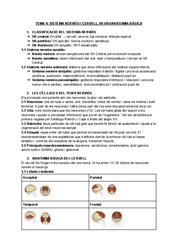 TEMA-4-SISTEMA-NERVIOS-I-CERVELL.pdf