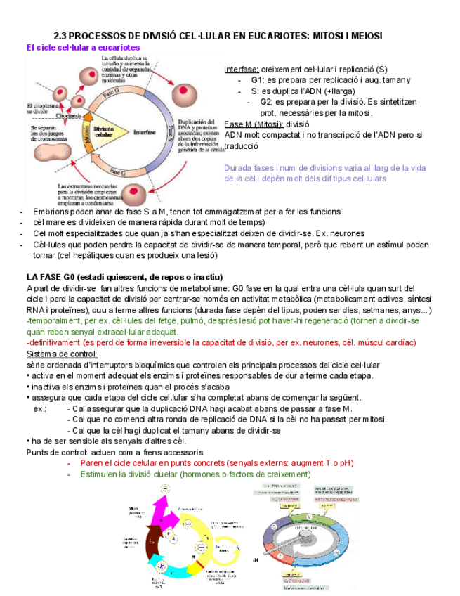 2.3-Processos-de-divisio-celul.lar-en-eucariotes-mitosi-i-meiosi.pdf
