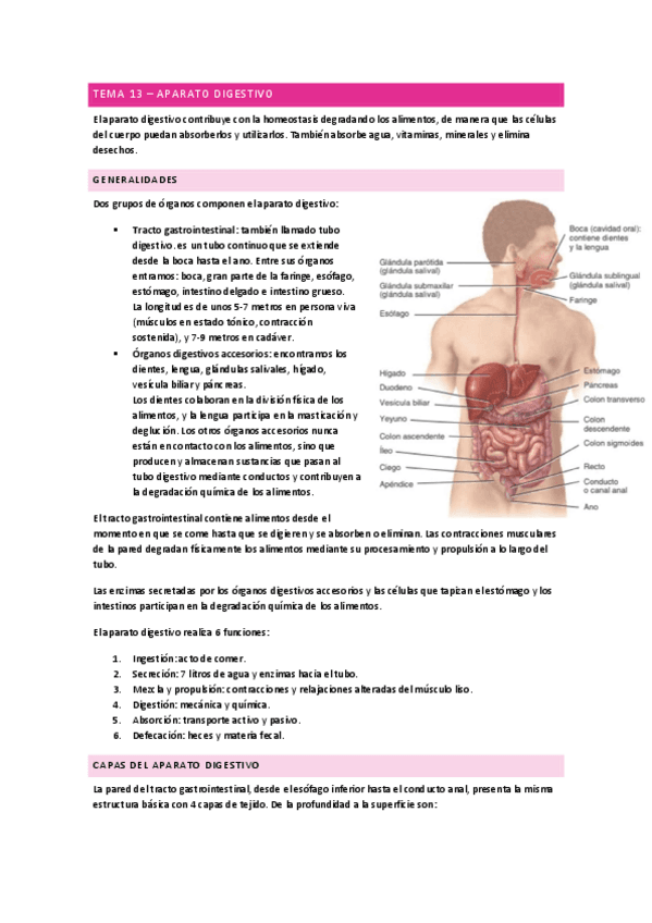 Aparato-digestivo-Anatomia.pdf