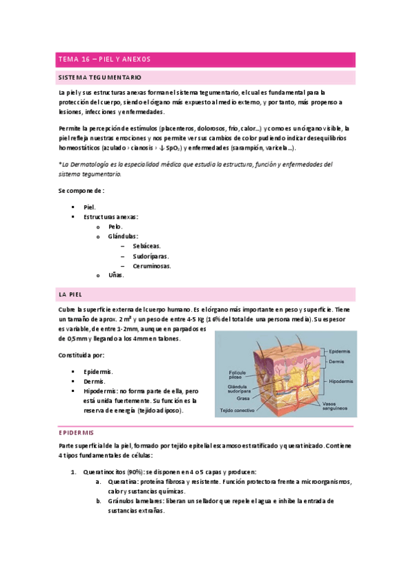 Piel-y-anexos-Anatomia.pdf