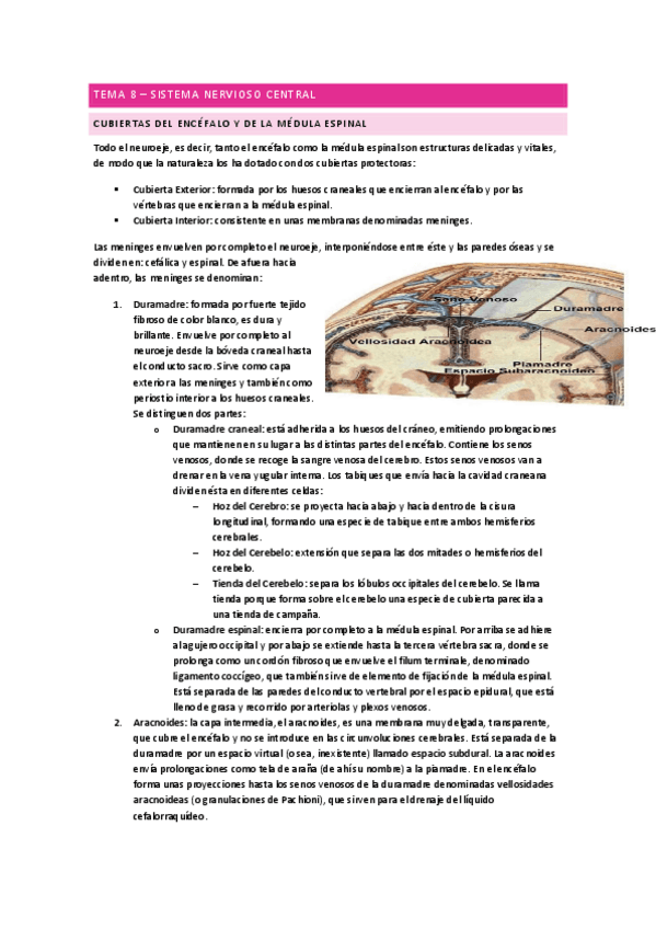 Sistema-nervioso-central-Anatomia.pdf