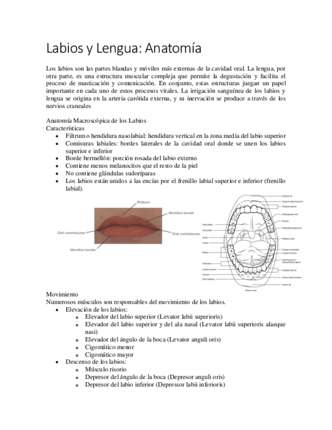 Labios-y-Lengua.pdf