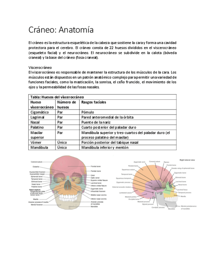 Craneo.pdf