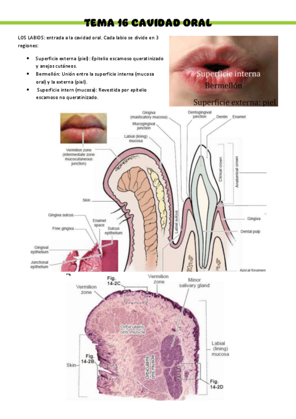 HISTOLOGIA-T19.pdf