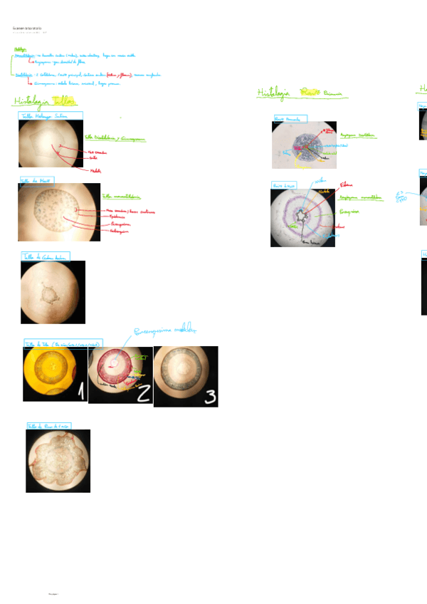 Examen-laboratorio.pdf