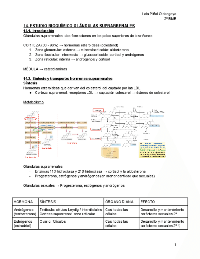 T14-ESTUDIO-BIOQUIMICO-GLANDULAS-SUPRARRENALES.pdf