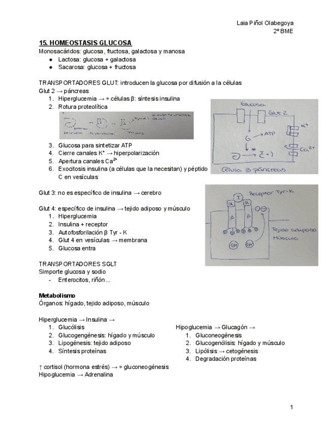 T15-HOMEOSTASIS-GLUCOSA.pdf