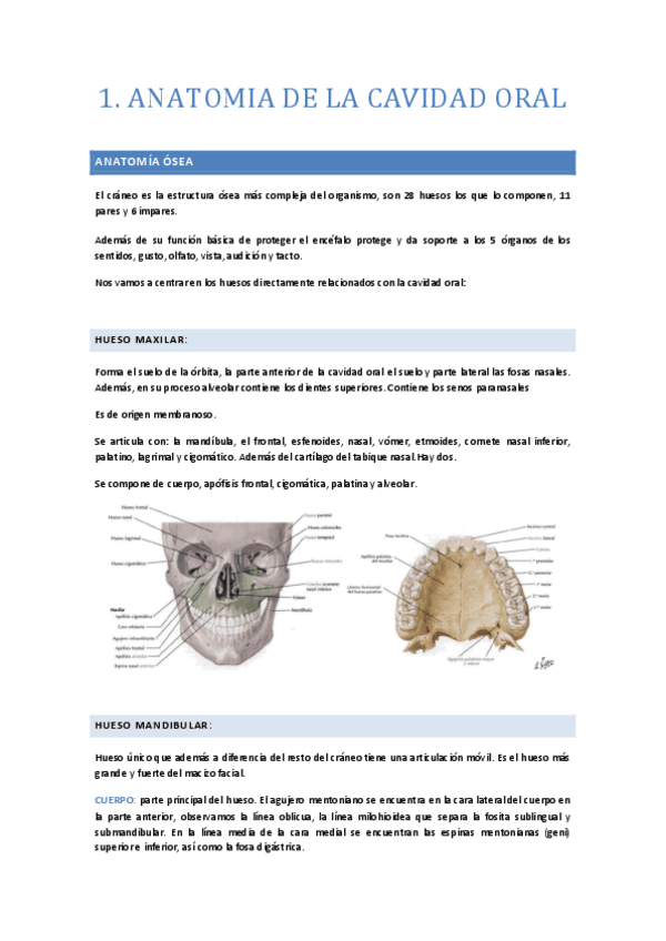 TEMA-1-Anatomia.-Esquemas.pdf