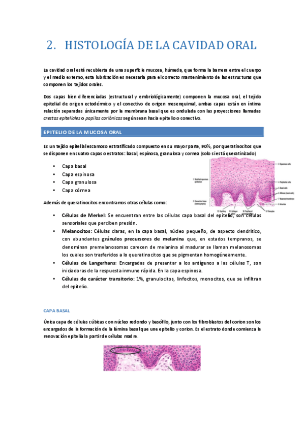 TEMA-2-Histologia.-Esquemas..pdf