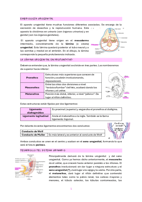 EMBRIOLOGIA-UROGENITAL.pdf