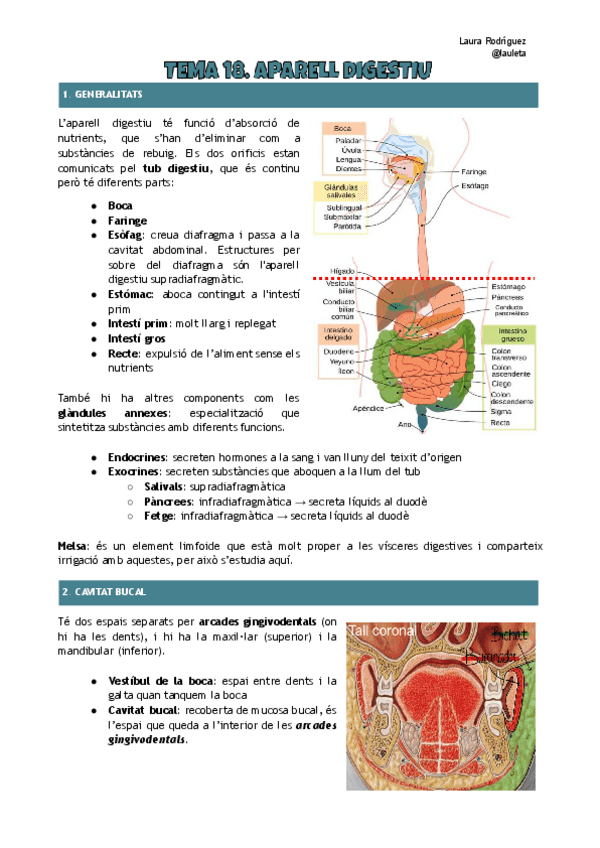 Tema-18-anatomia-Aparell-digestiu.pdf