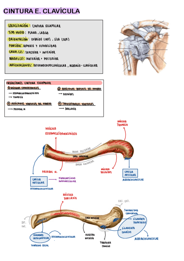 PRACTICO-ANATOMIA-MS.pdf