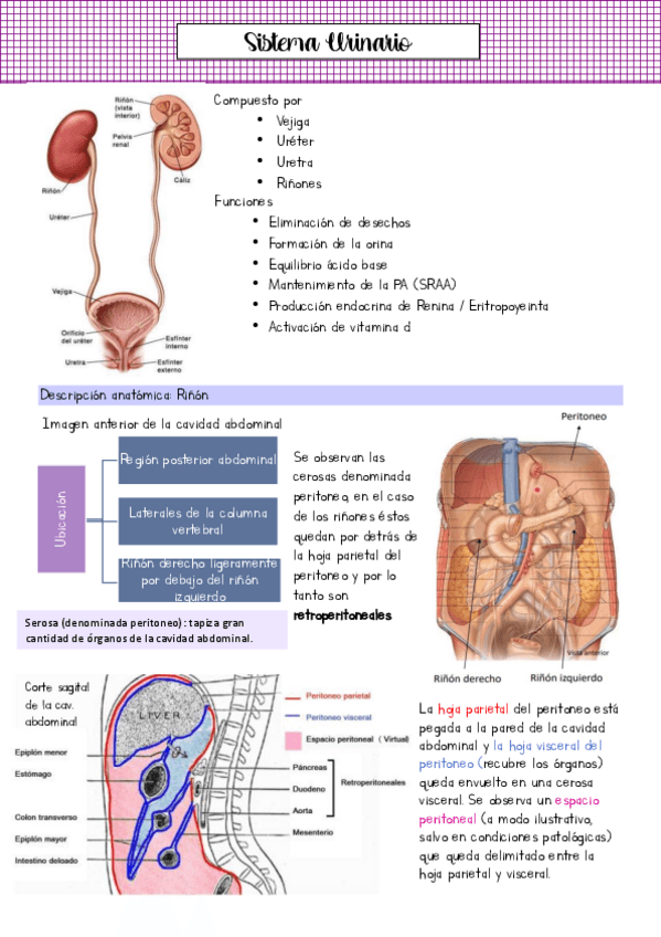 Seminario-8-sistema-urinario.pdf