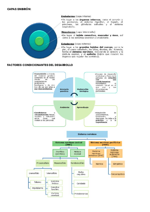 APUNTES-DESARROLLO-COGNITIVO-Y-MOTOR.pdf