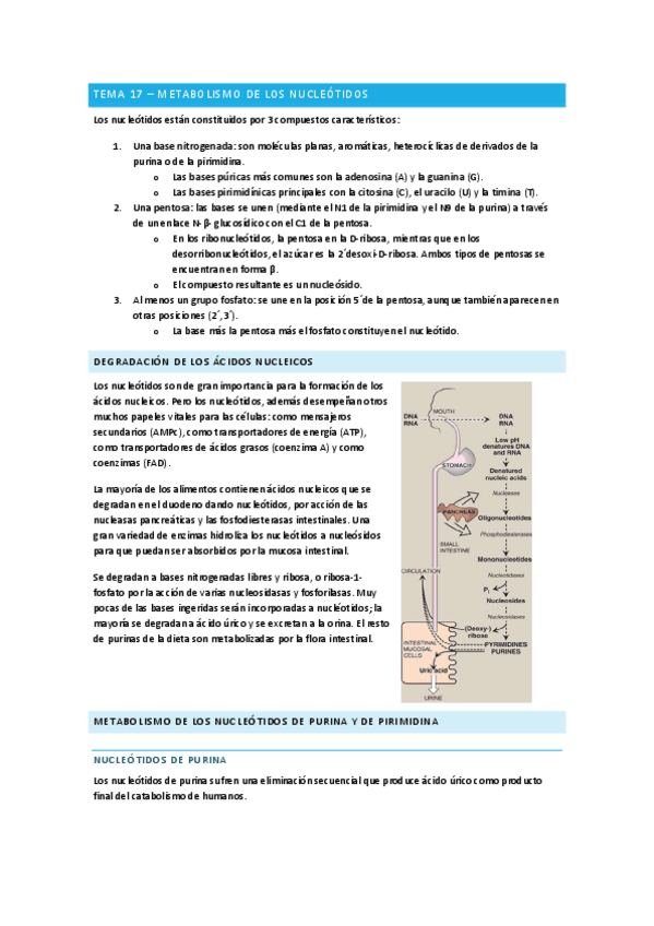 Metabolismo-de-acidos-nucleicos-Bioquimica.pdf