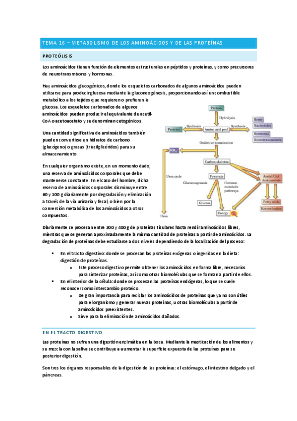 Metabolismo-de-aminoacidos-y-de-las-proteinas-Bioquimica.pdf